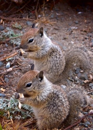 Hungry Chipmunks