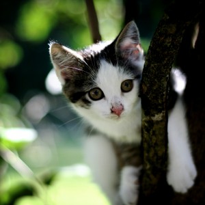 Cat in the Tree